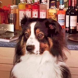 Zen, la mascotte du camping Zen, la mascotte du camping